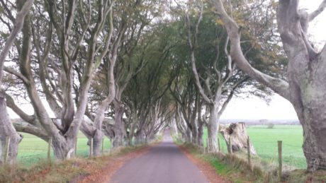 Dark Hedges, Ballymoney. Northern Ireland Self Drive Itinerary