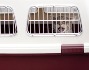 can dogs travel on trains in ireland