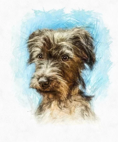 Dog portrait