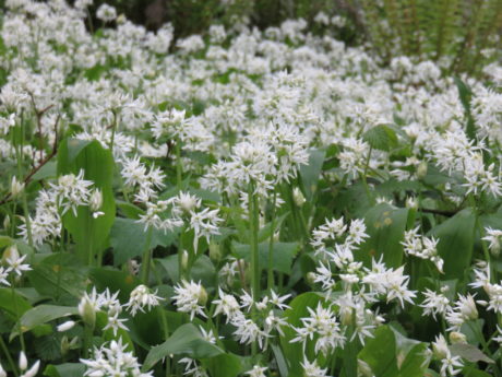 Wild garlic. Exploring the Stunning Killarney National Park Ireland