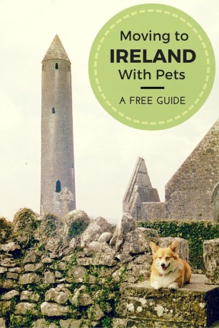 How to bring your pets with you when you move to Ireland