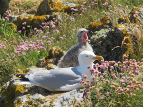 Nesting seabirds on Irelands Eye